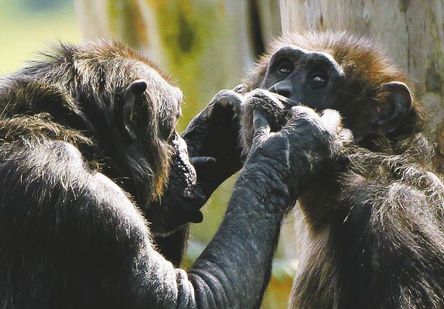 A csimpánzok egy-két társukat tüntetik ki figyelmükkel