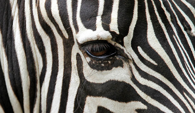 Lesütött tekintetű zebra