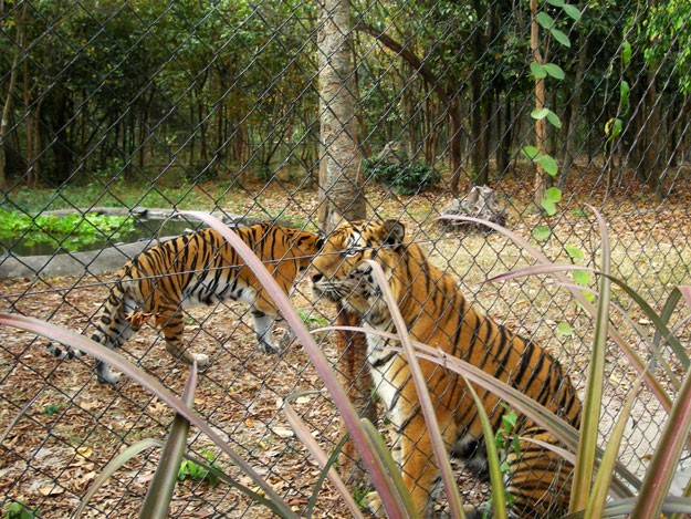 Ilyen tigriseket szeretnének látni a most néptelen rezervátumban is