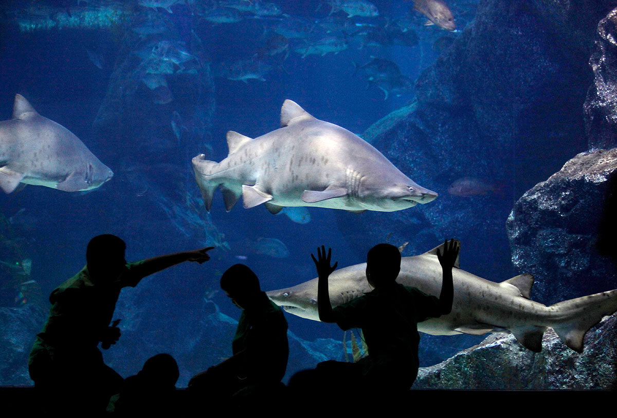 Children look at sharks at Siam Ocean World in Bangkok August 16, 2010. REUTERS/Chaiwat Subprasom (THAILAND - Tags: ANIMALS SOCIETY)