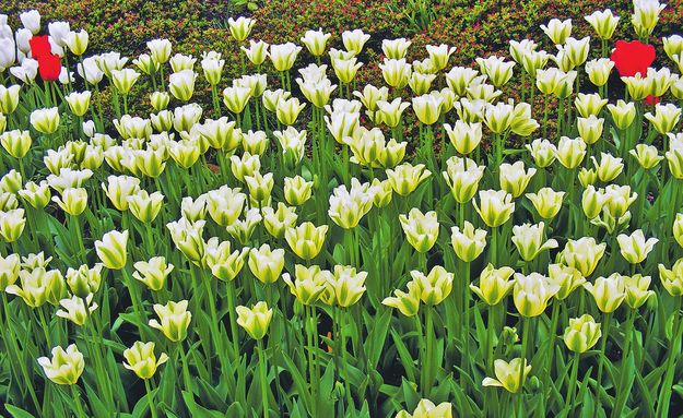 A tulipánok tömegben jobban mutatnak 