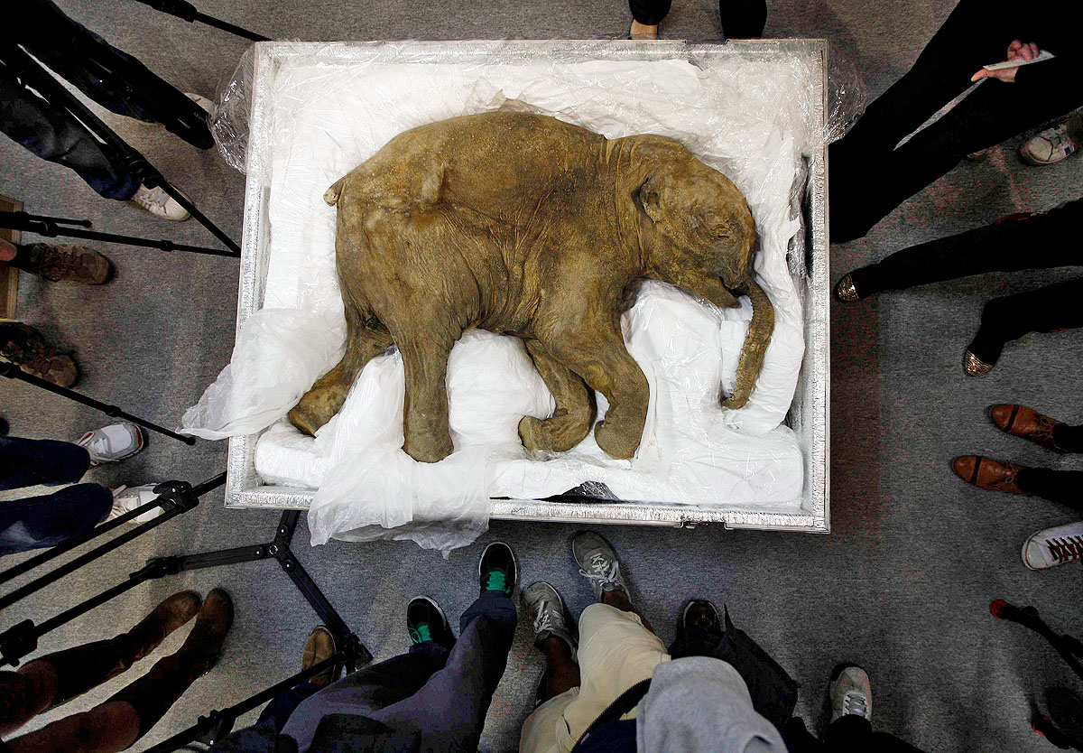Lyuba, a fagyott mamut bébi Hong Kongban
