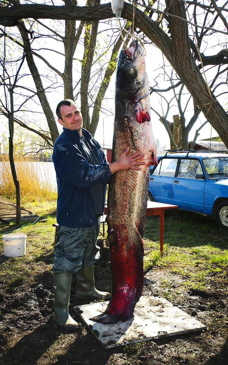 Csendes Lajos horgász egy 224 centiméter hosszú és 71 kilogramm súlyú szürkeharcsa mellett