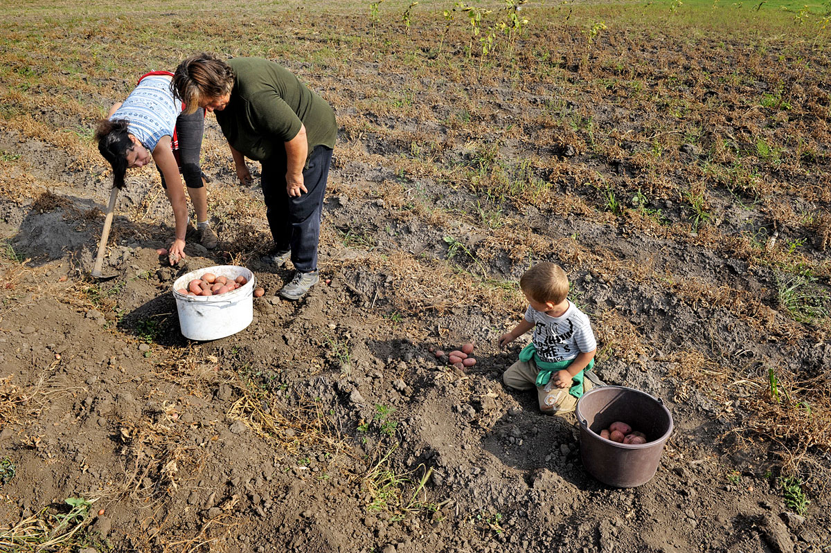 Szociális krumpliföld Fejér megyében, a rászoruló családok önkormányzati földön gazdálkodhatnak