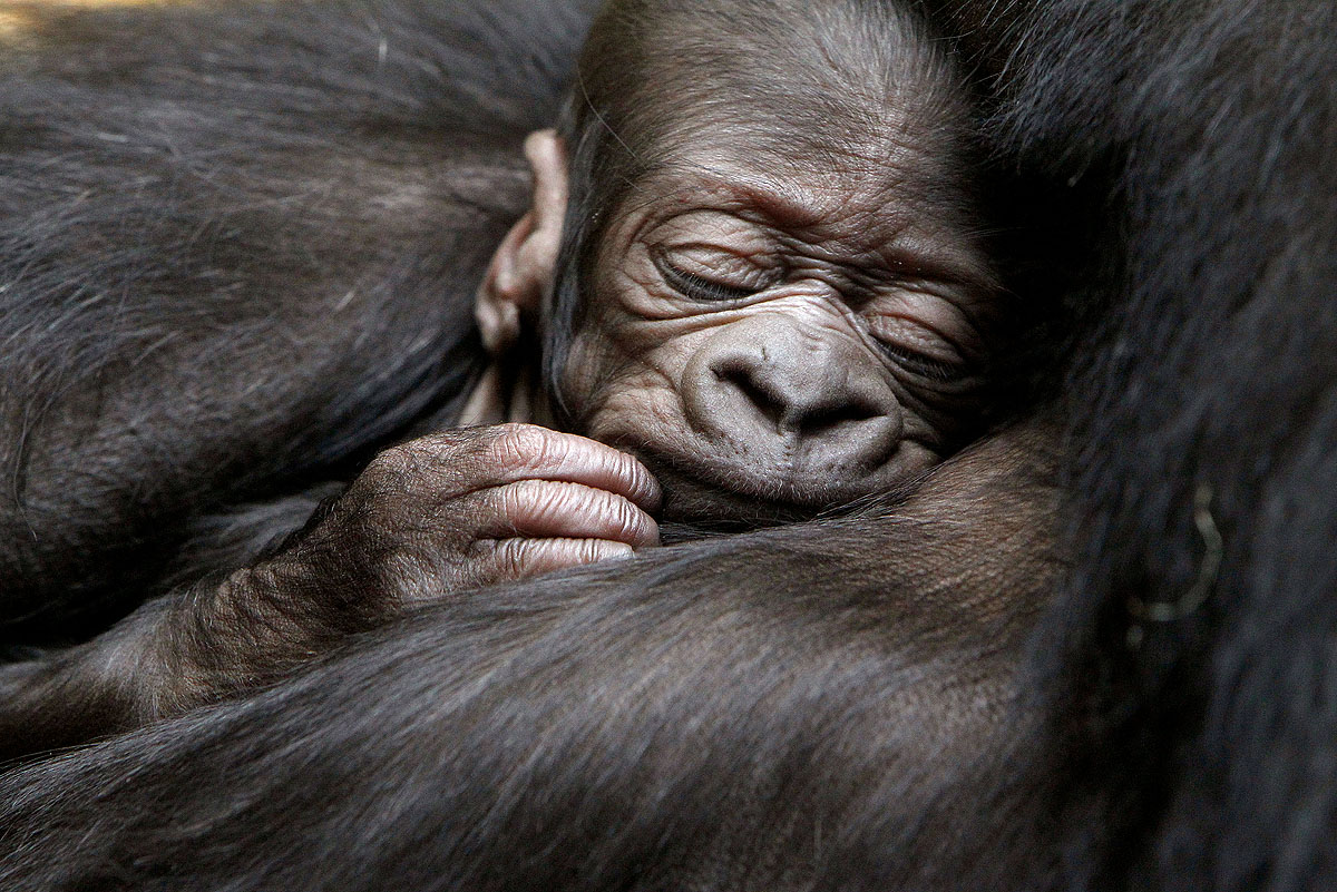 Egy ötnapos gorilla alszik anyja karjaiban