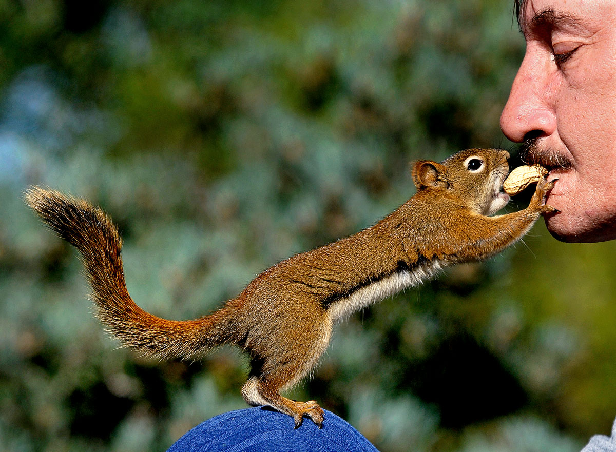 Csak a mókusnak szabad! A mogyoró az egyik leggyakoribb allergén