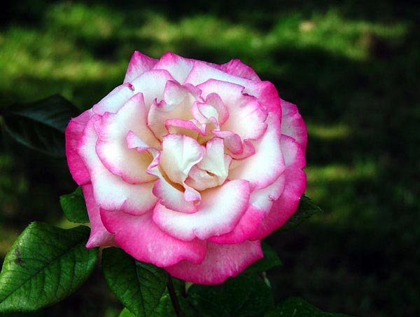Ha jól tartják a rózsát, bármelyik kertben virágcsodákkal hálálja meg az értő gondoskodást