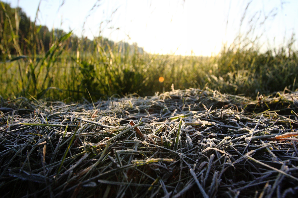 Zúzmara a füvön Zalaegerszegen, május 18-án reggel