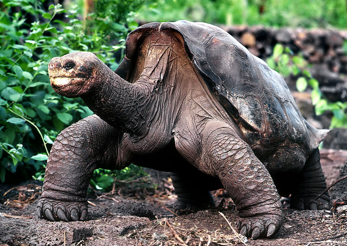 Száz évig élt – teknősök esetében azt is mondhatjuk, fiatalon halt meg
