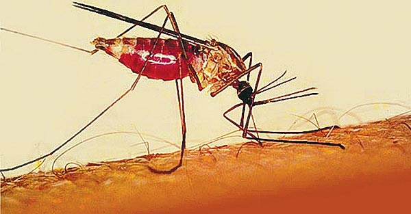 A szúnyogok évente mintegy kétmillió ember halálát okozzák