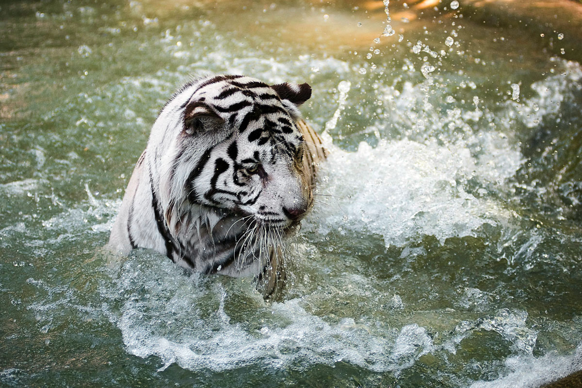 Nyíregyháza, 2012. július 18.
Fehér tigris (Panthera tigris mutatio alba) fürdik a Nyíregyházi Állatparkban, ahová két másik társával együtt érkezett Lisszabonból. Az egyéves állatokkal együtt már öt tigris él a sóstógyógyfürdői látványosságban. A p