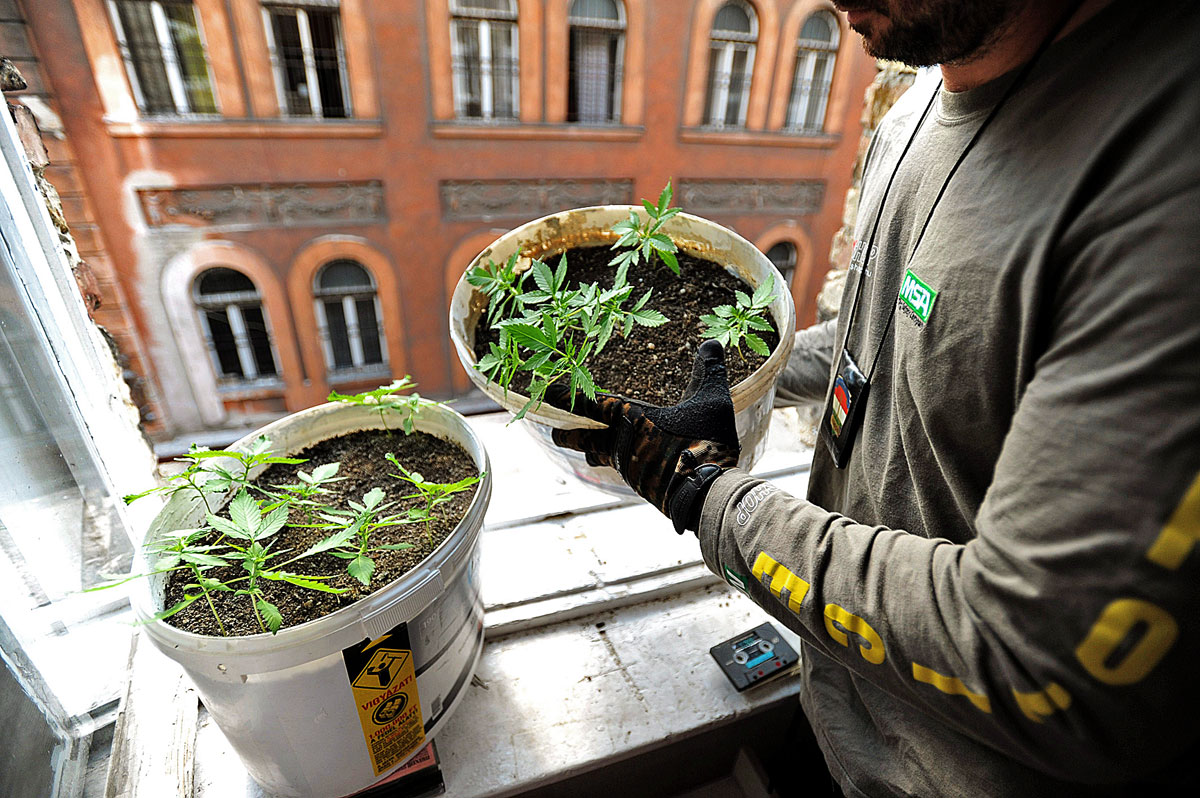 Kábítószergyanús növényeket vizsgál egy rendőr egy VIII. kerületi lakóház ablakában