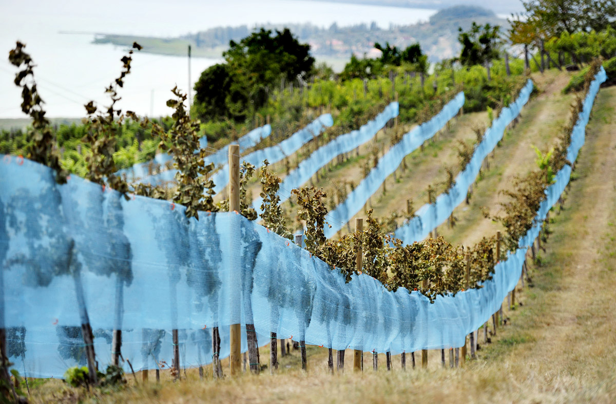 Elszáradt levelű tőkék a Villa Sandahl borászat szőlőültetvényén