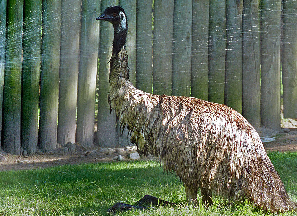 An Australian Emu named 