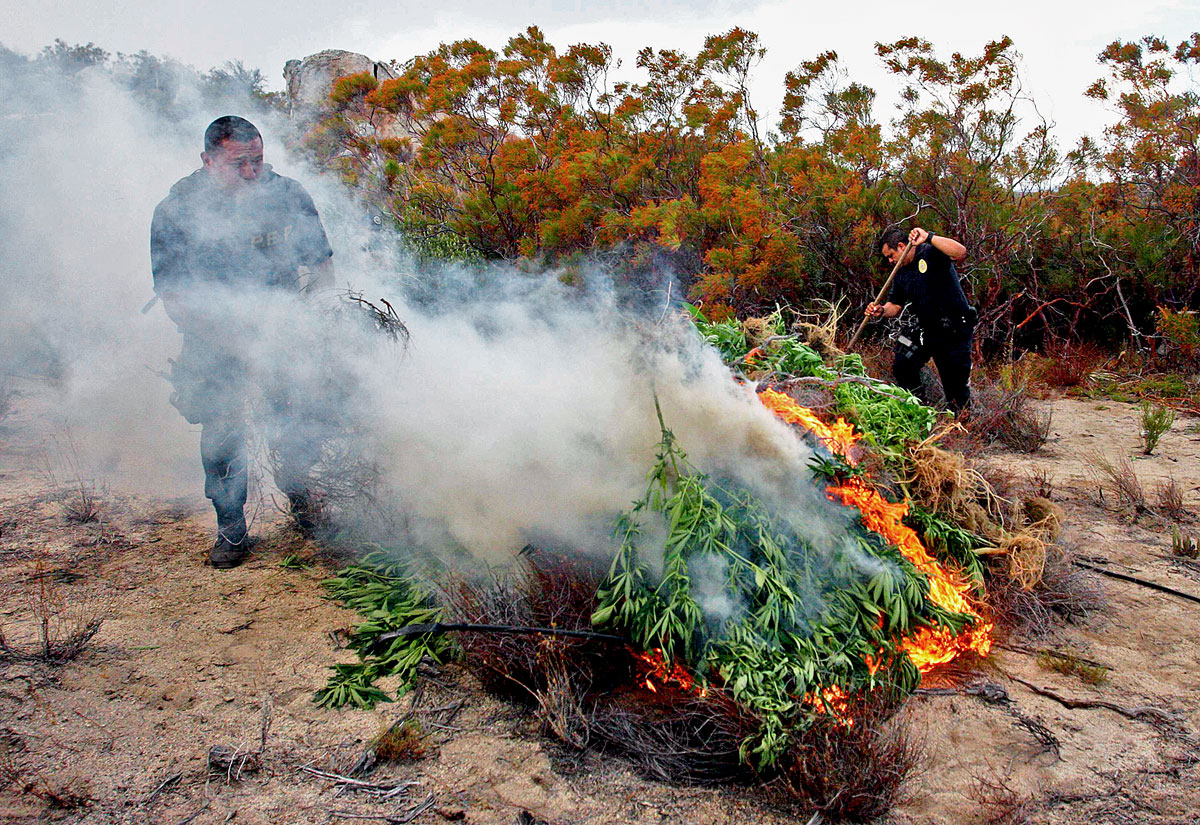 Égő marihuána-ültetvény Mexikóban. A háború már nem elég