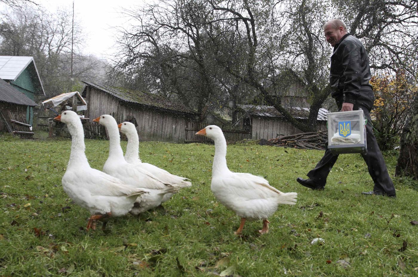 A member of a local election commission passes by geese as he carries a ballot box to voters during the parliamentary elections in the village of Poliany, some 35 km (22 miles) north of Lviv October 28, 2012. Ukrainians voted on Sunday in an election