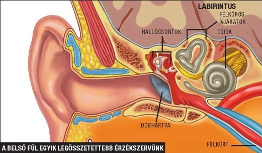 A belső fül egyik legösszetettebb érzékszervünk