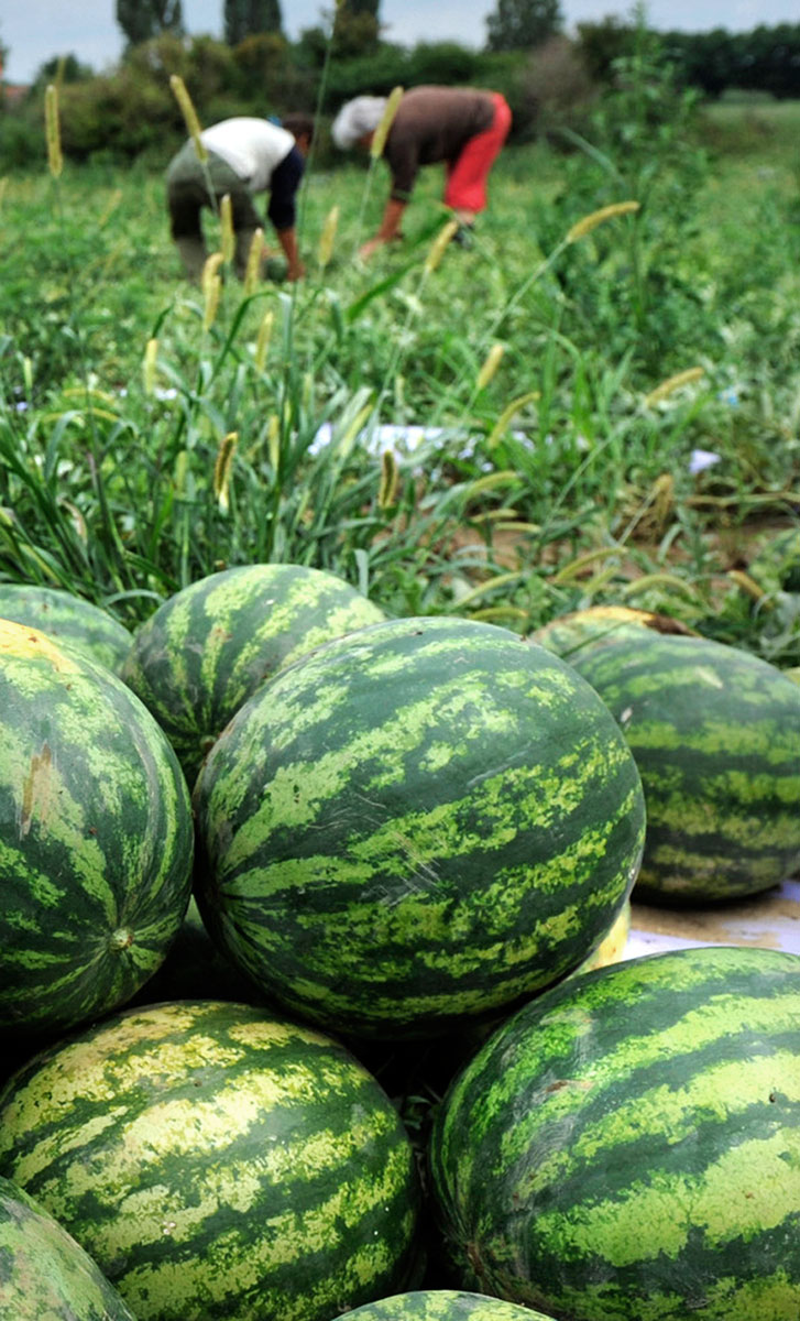 Elsősorban a felvásárlók jártak jól