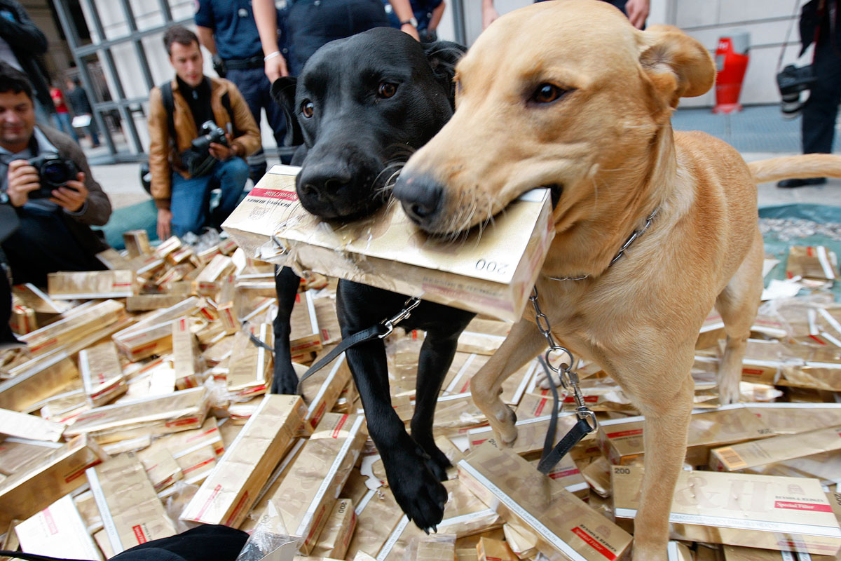 Francia vámosok kutyái, csempészett cigivel