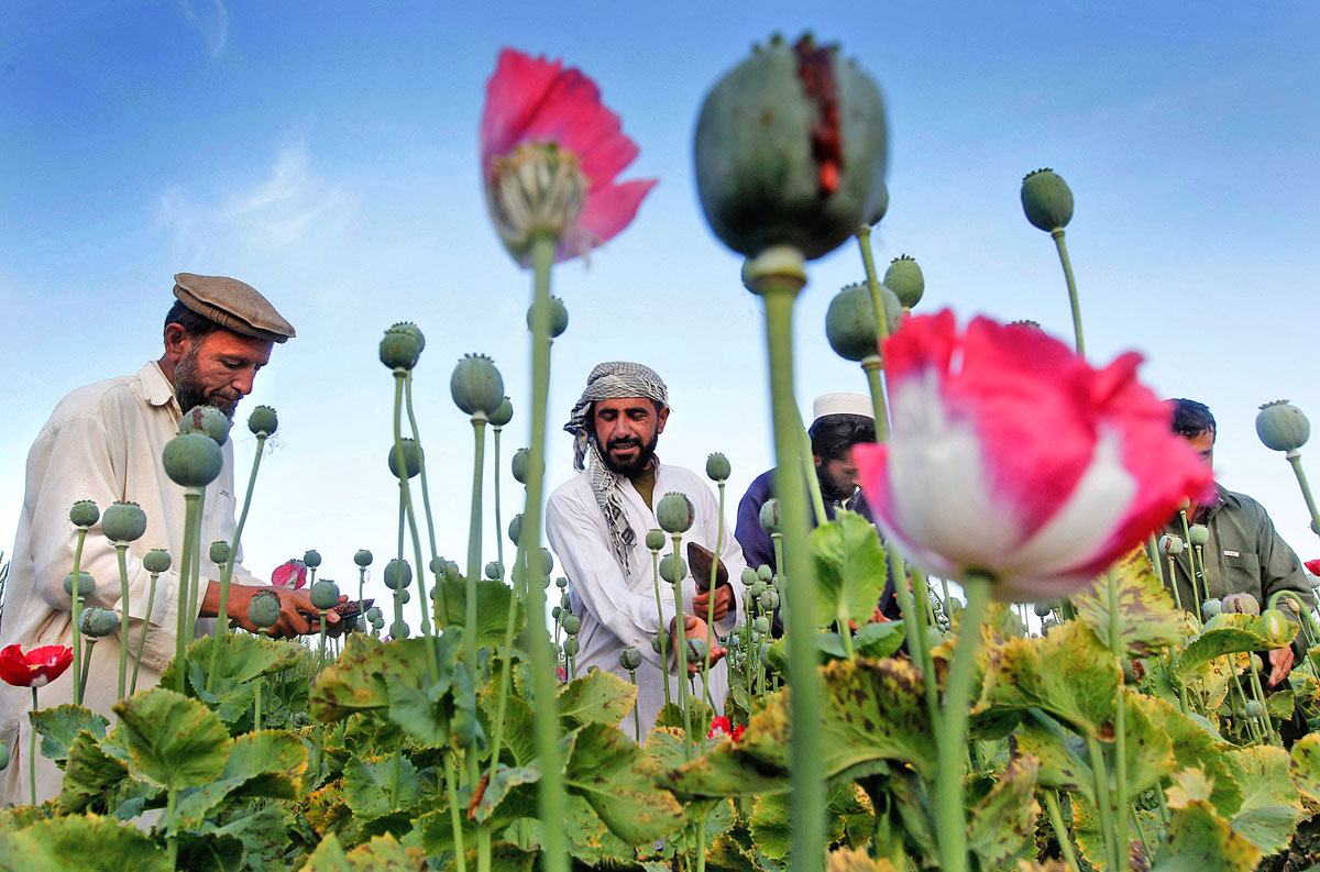 Afgán farmerek egy dzsalalabádi mákmezőn. Újratöltés helyett túlterhelés