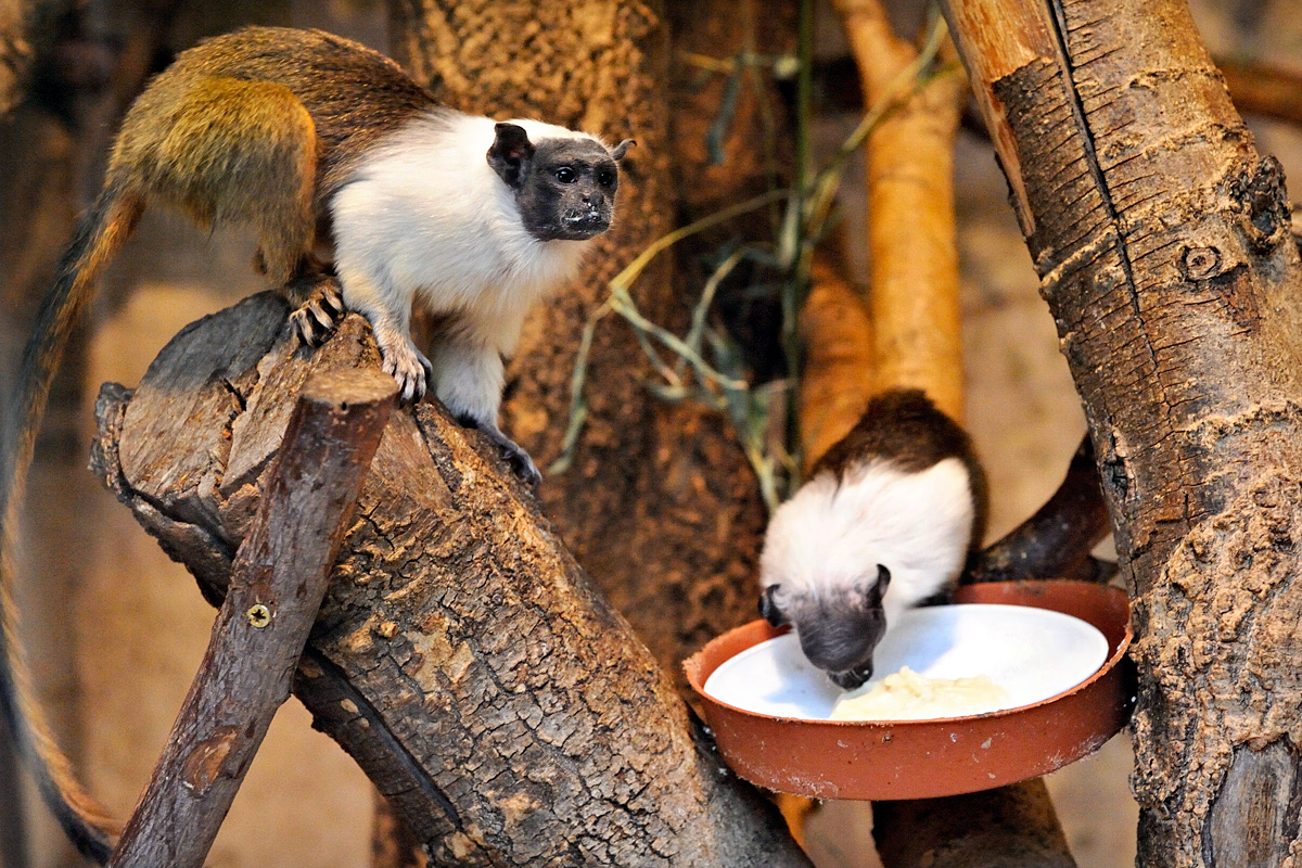 A nagyközönségnek is bemutatták a franciaországi állatkertből érkezett majmokat