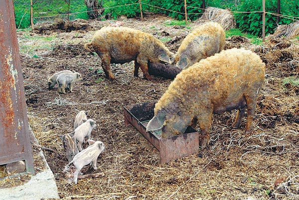 Mangalicák egy sziráki tenyésztõnél