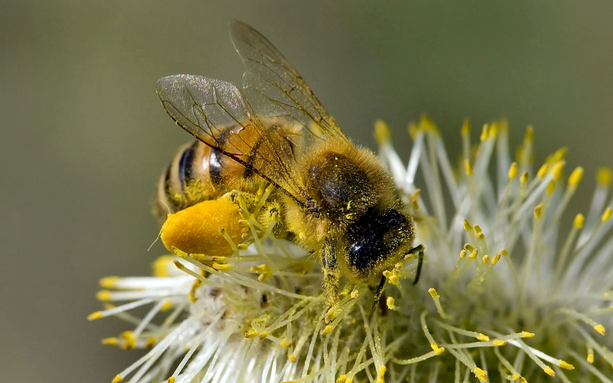 Nem mindegy, hogy a mézben vagy a virágporban kell-e keresni a transzgént
