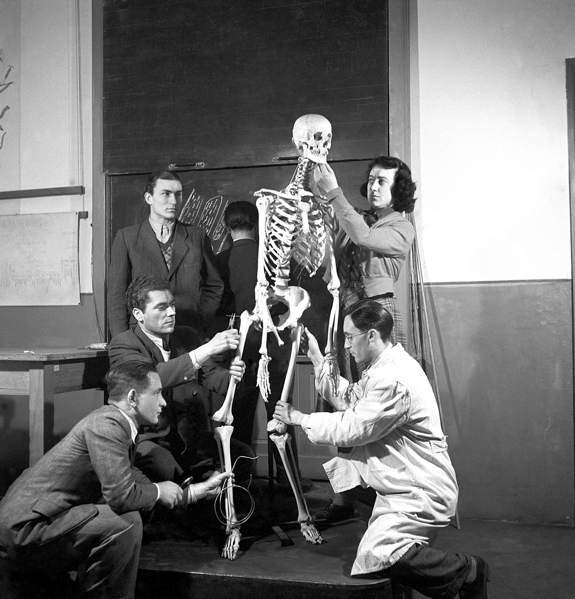 Professzor urak és diák elvtársak ajándéka 1952-ből – a pedagógiaifőiskola tanárai és tanulói az egyik csontvázzal, melyet Rákosi Mátyás hatvanadik születésnapjára tett vállalásuk keretében állítottak helyre