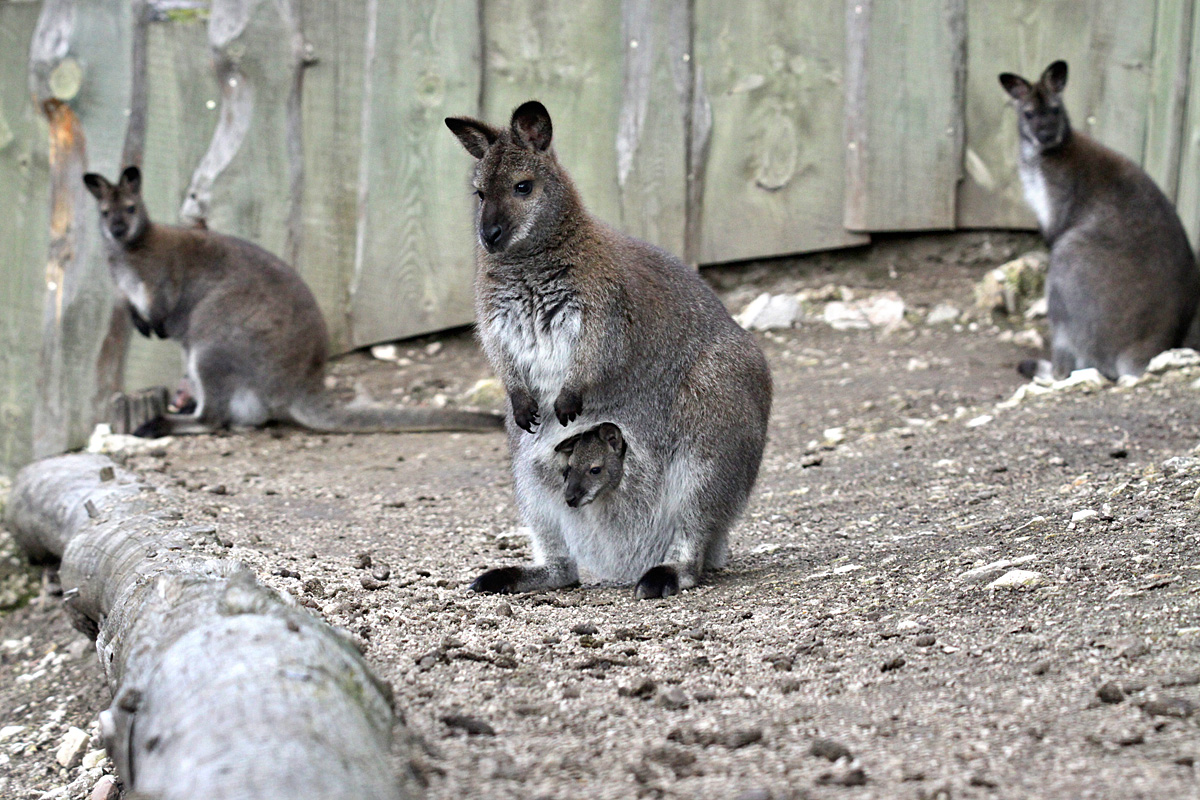 Az anyja erszényéből kukucskál ki egy Bennett-kenguru (Macropus rufogriseus) a Veszprémi Állatkertben