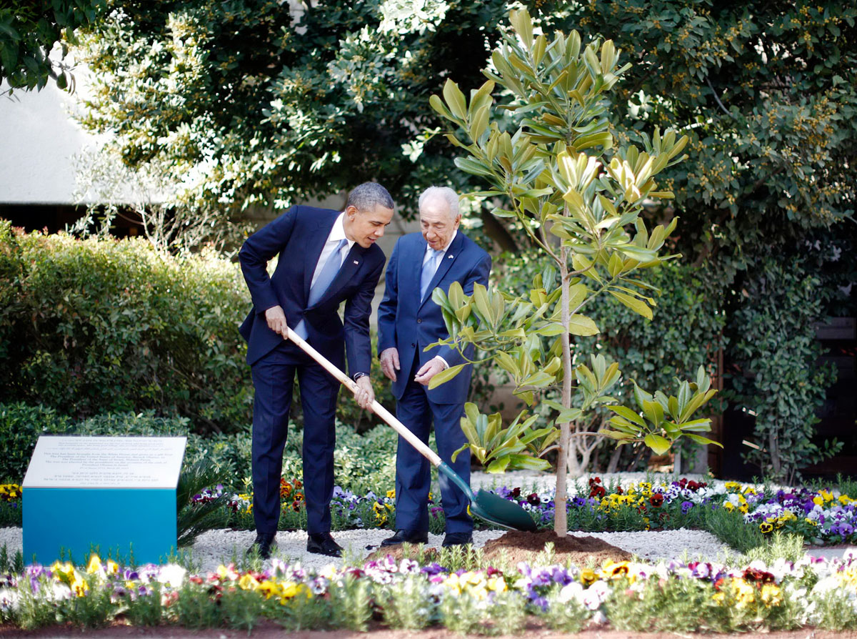 Barack Obama a Fehér Ház kertjéből származó magnóliafát ültet Simon Peresszel