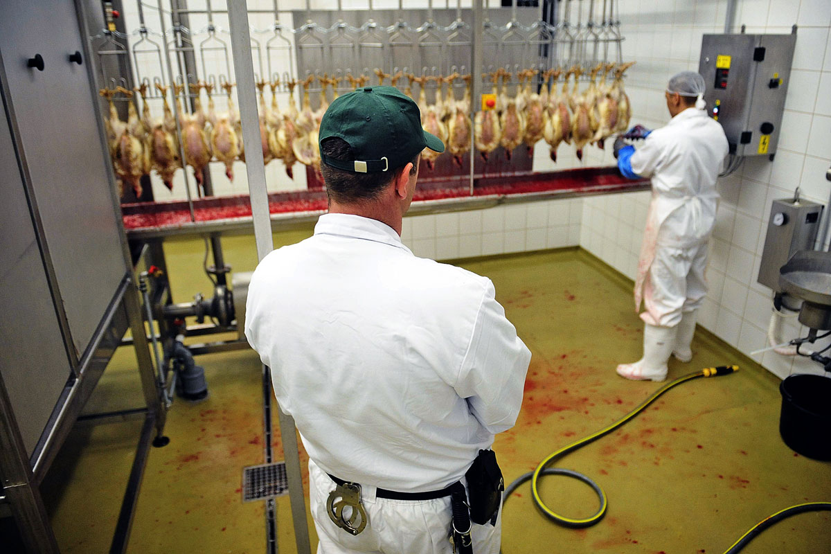 A csirkehústermelés nyolcvan elítéltnek ad munkát, közülük harmincan dolgoznak a vágóhídon