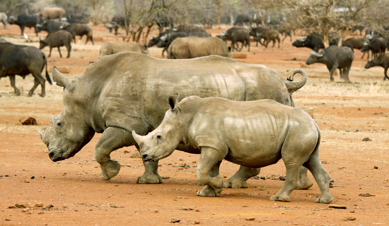 Egy szarvától az orvvadászok távoltartására megfosztott rinocérosz a Kruger Nemzeti Parkban