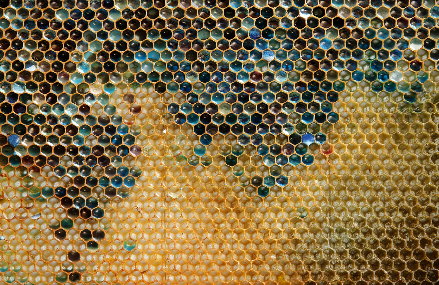 Valószínűleg környezeti szennyeződéstől elszíneződött méz egy franciaországi telepen