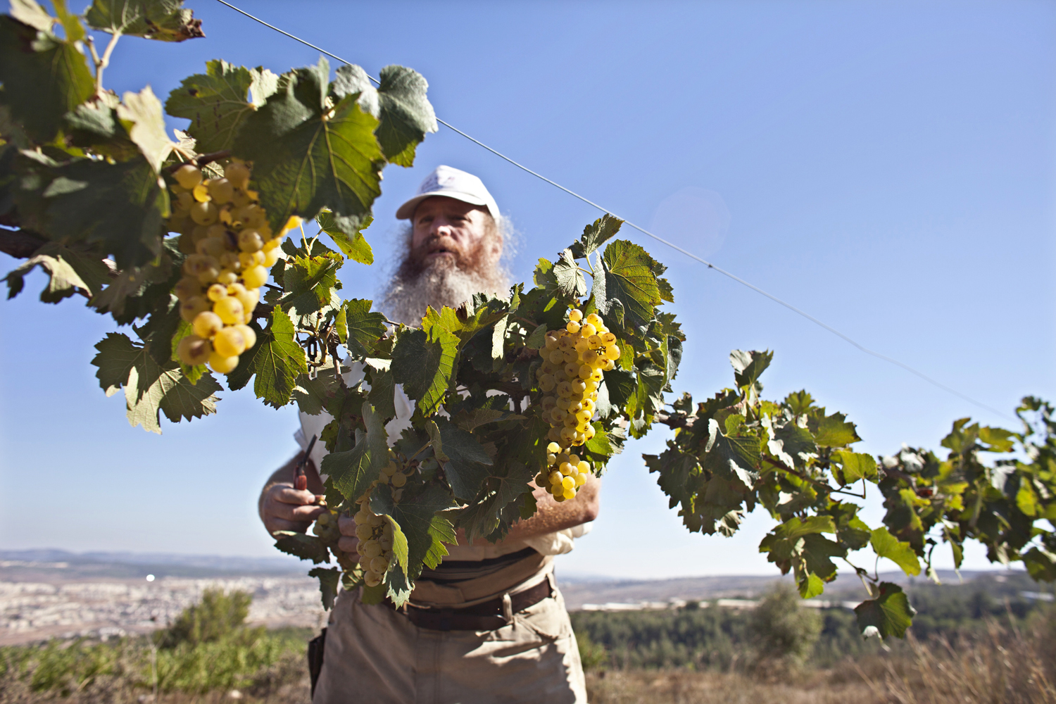 Egy ciszjordániai telepes, Gershon Ferency a szőlőjét ellenőrzi. Évi 6500 üveg kóser borát lehet-e izraelinek nevezni?