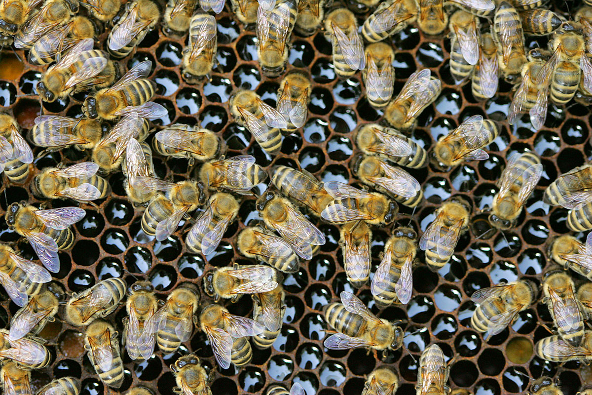 Zsibongó kas – A munka java részét elvégezték a méhek