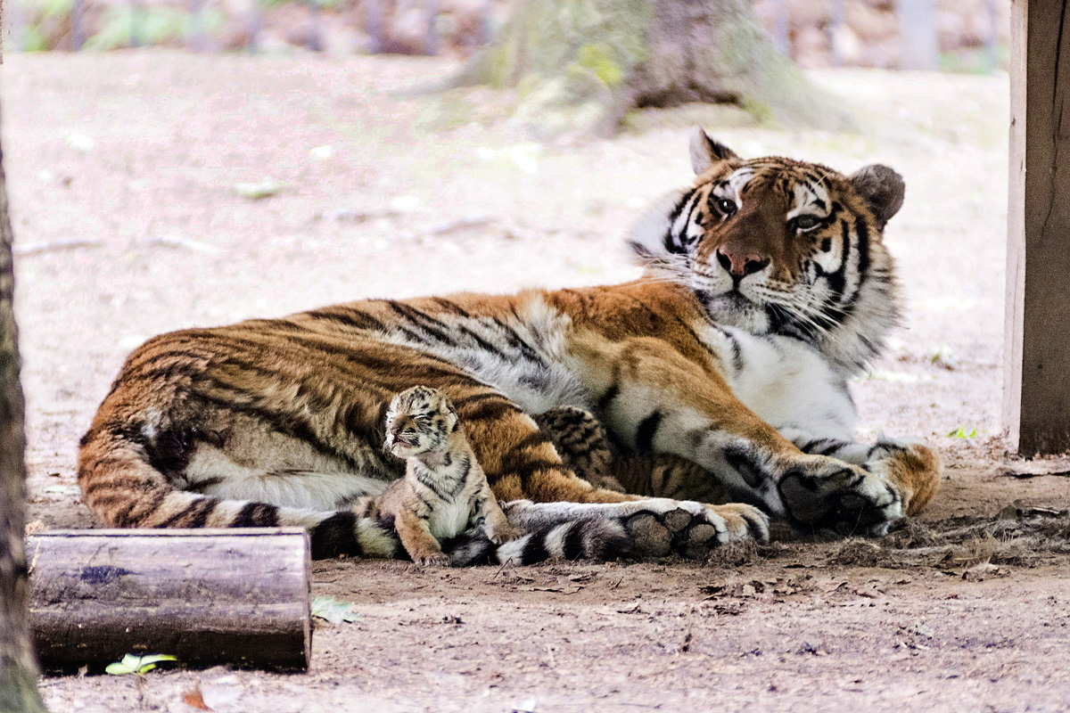 Pamir, a nyolcéves szibériai tigris (Panthera tigris altaica) fekszik háromnapos kölykeivel a Nyíregyházi Állatparkban