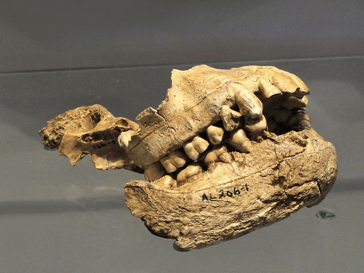 Australopithecus afarensis koponyája a Finn Természettudományi Múzeumban