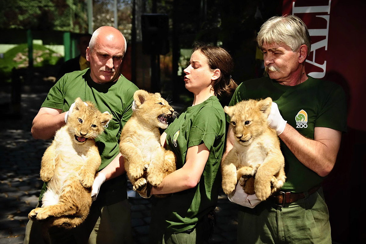 Három indiai oroszlánkölyök névadó sajtóbemutatója a Fővárosi Állatkertben. 2013.06.13. Fotó: Móricz Simon