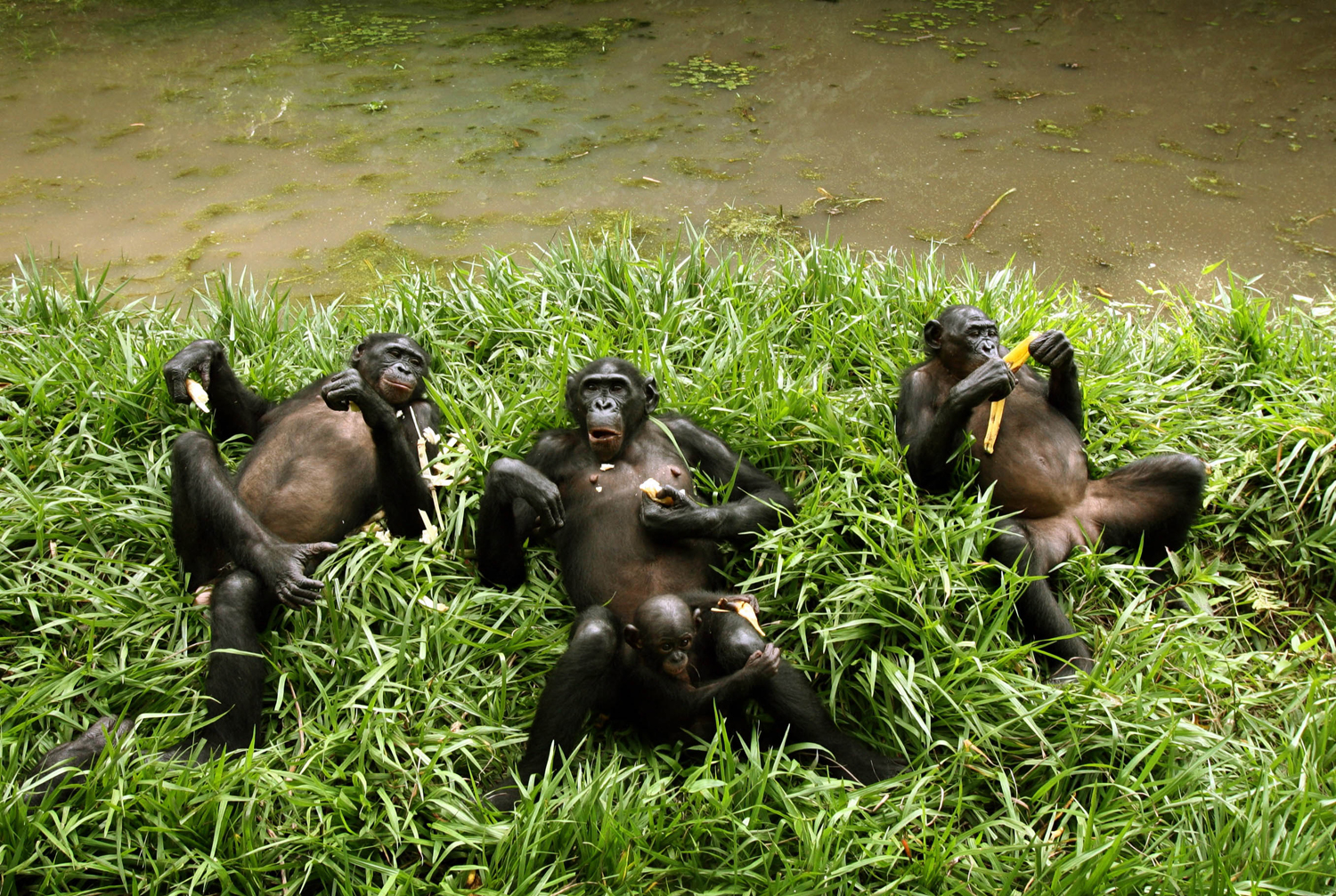 Csimpánzok Kongóban - nem haragtartó társaság