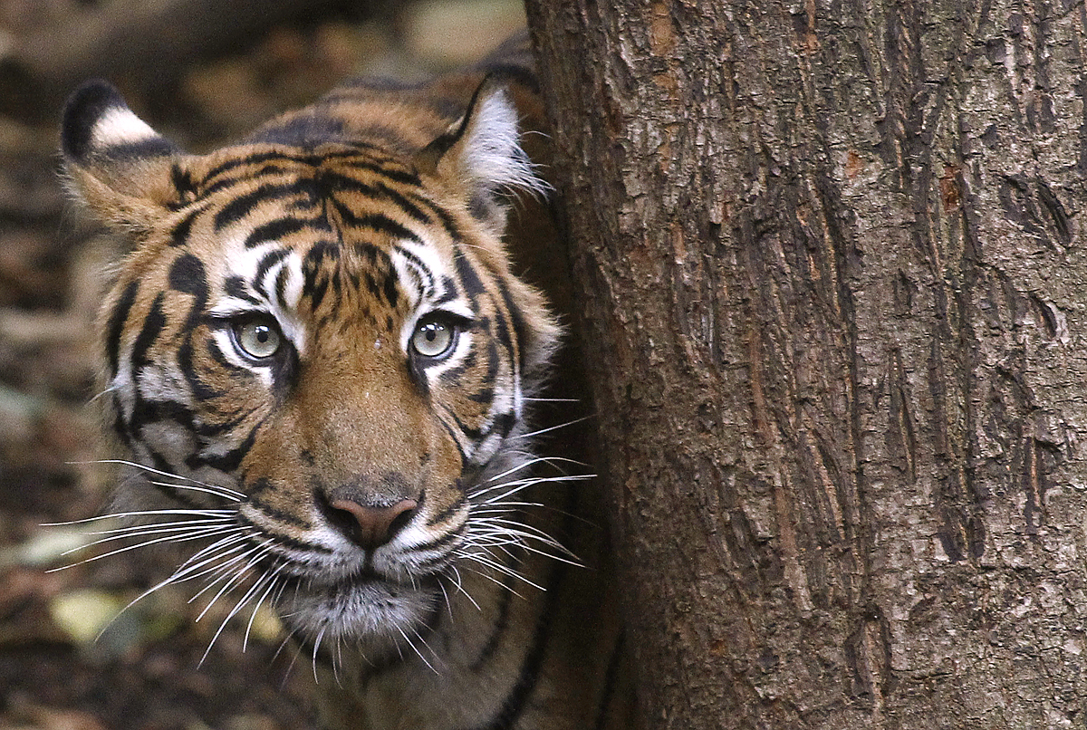 A szumátrai a világ legkisebb termetű tigrise. Mintegy 400-500 példány él a vadonban