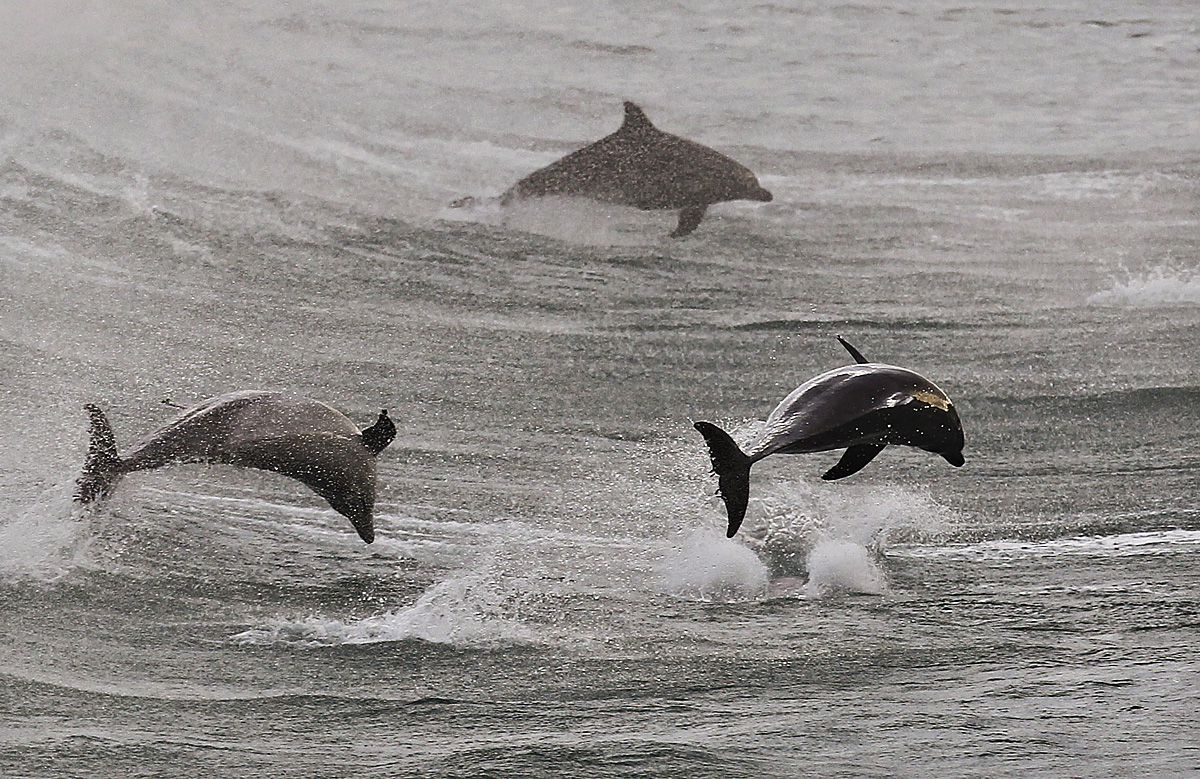 Az eddigi kutatások nem vizsgálták, hogy a delfinek hogyan válaszolnak a hívójelzésekre