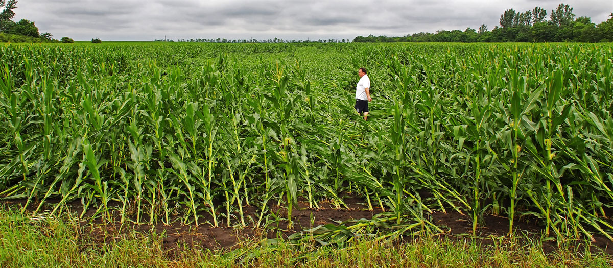 A kukoricát a júniusi viharok is megtépázták, most pedig a kánikula szárítja ki