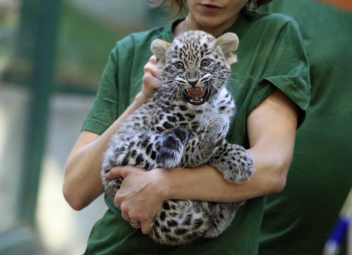 Újabb fontos szaporulattal gyarapodott Állatkertünk. Ezúttal a ritka perzsa leopárdoknál volt gyermekáldás