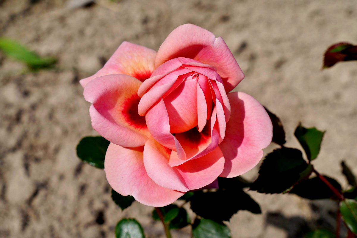 A perzsamintás rózsa igazi ritkaságnak számít