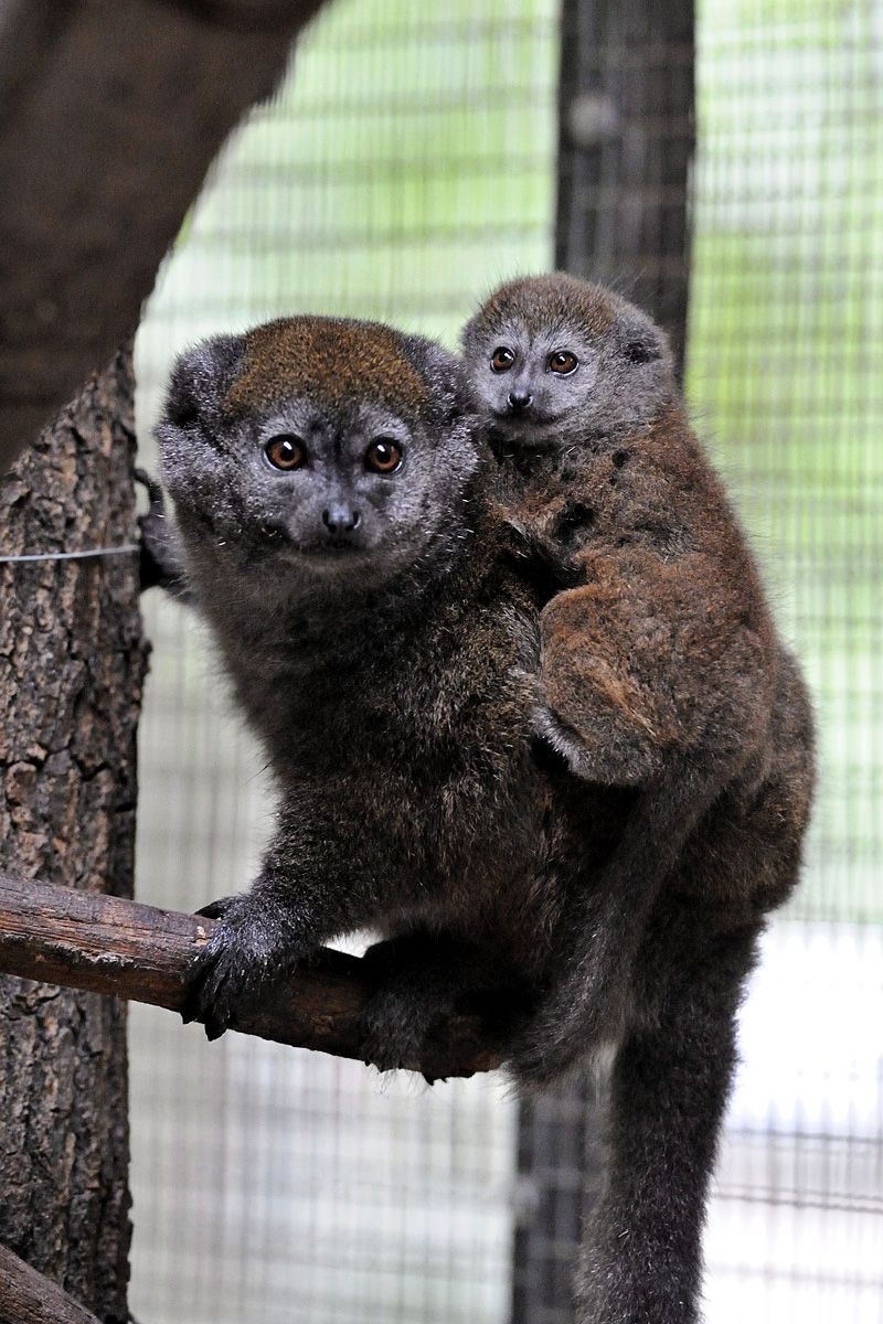 Egyhónapos alaotra-tavi bambuszmaki (Hapalemur alaotrensis) kapaszkodik anyja hátán a Szegedi Vadasparkban