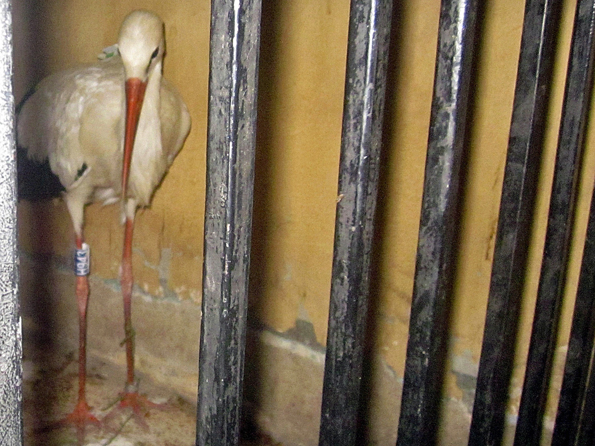 Egyiptomi fogdában Ménes szeptember 1-én 