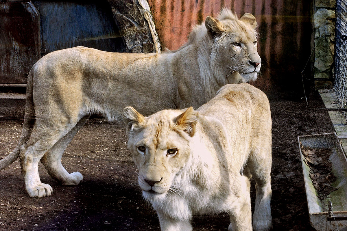 Nadja és Timba, a Szegedi Vadaspark dél-afrikai oroszlánjai. A vadon élő hímoroszlánok rendszeresen gyilkolják meg hím vetélytársaikat, azonban a Dallasi Állatkertben történtek csak ritkán fordulnak elő
