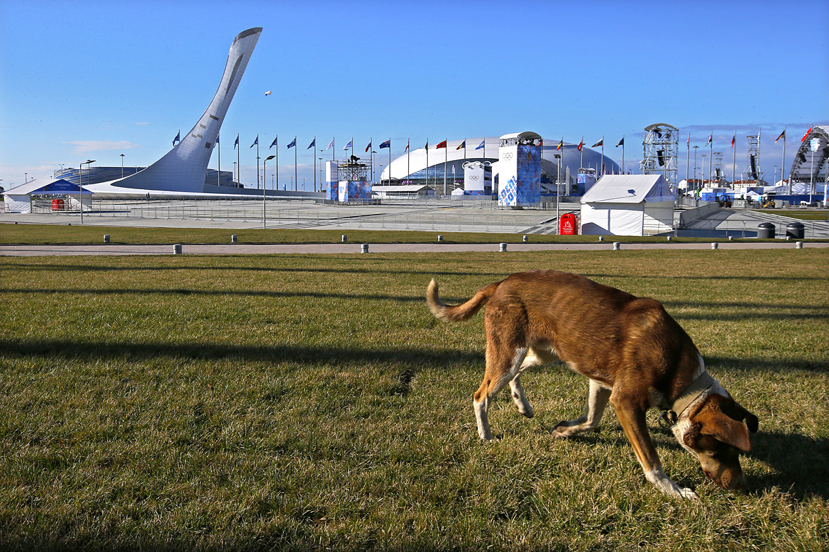 A stray dog smells grass in front of the Olympic Cauldron (L) and the Bolshoy Ice Dome in the Olympic Park ahead of the 2014 Sochi Winter Olympics February 6, 2014.  REUTERS/Brian Snyder  (RUSSIA - Tags: SPORT OLYMPICS ANIMALS) - RTX18A5V