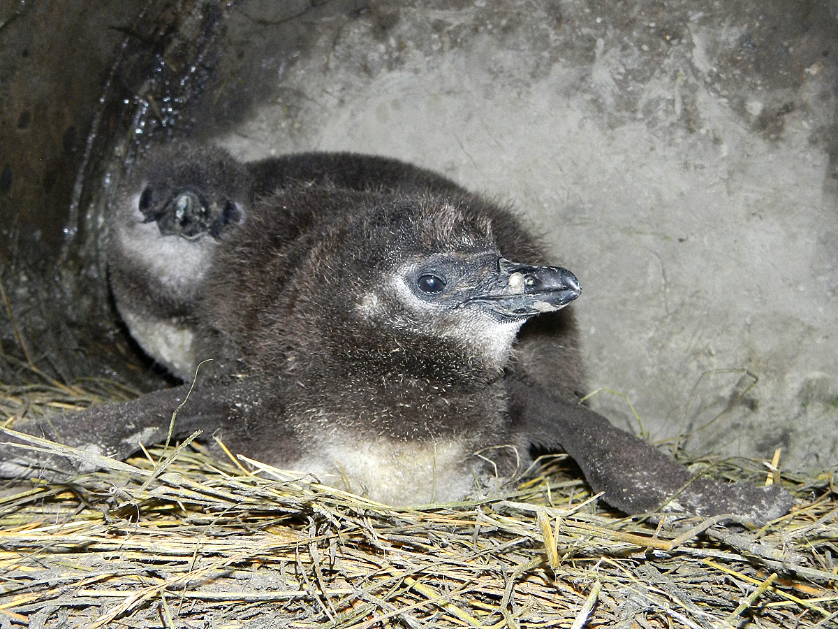 A két pápaszemes pingvin januárban bújt ki a tojásból