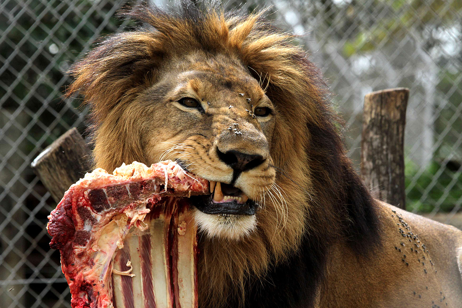 A húsát pedig odavetették az oroszlánoknak